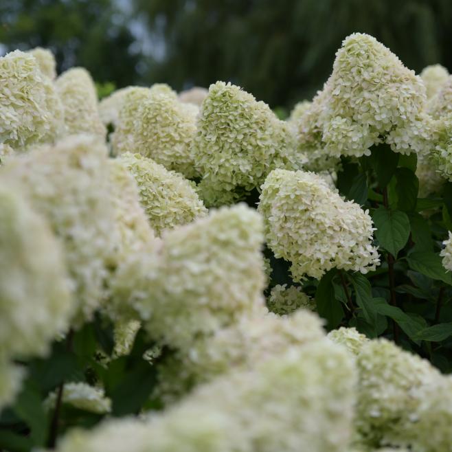 Pluimhortensia wit